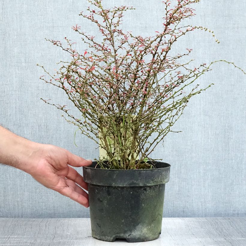 Amostra de Berberis thunbergii Orange Dream Vaso de 2 L/3 L tal como entregue no verão