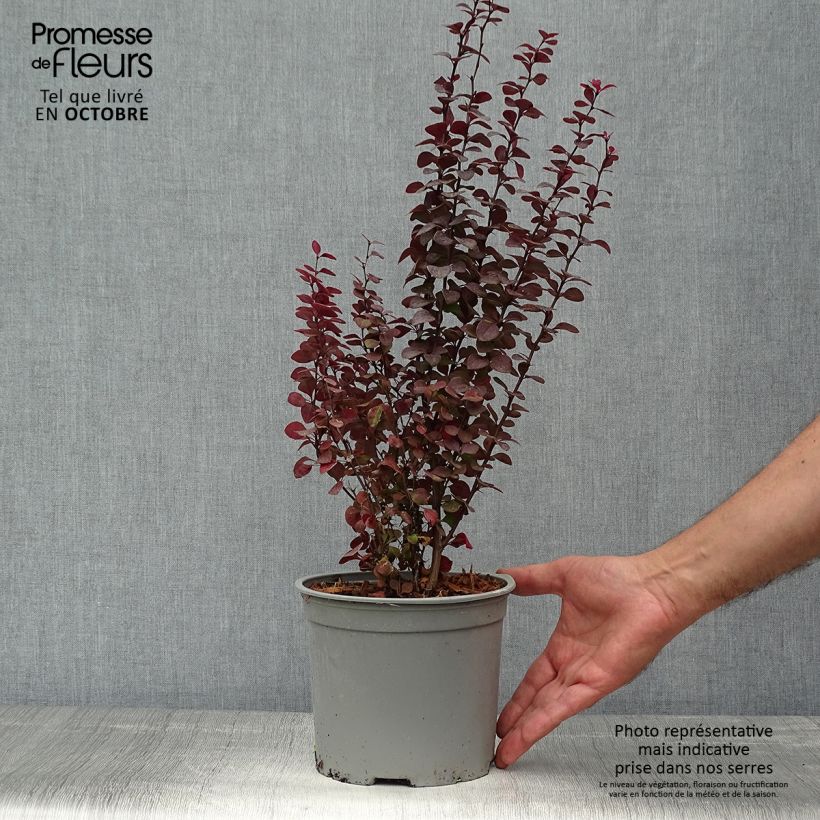 Amostra de Berberis thunbergii Orange Rocket Vaso de 3 L/4 L tal como entregue no outono