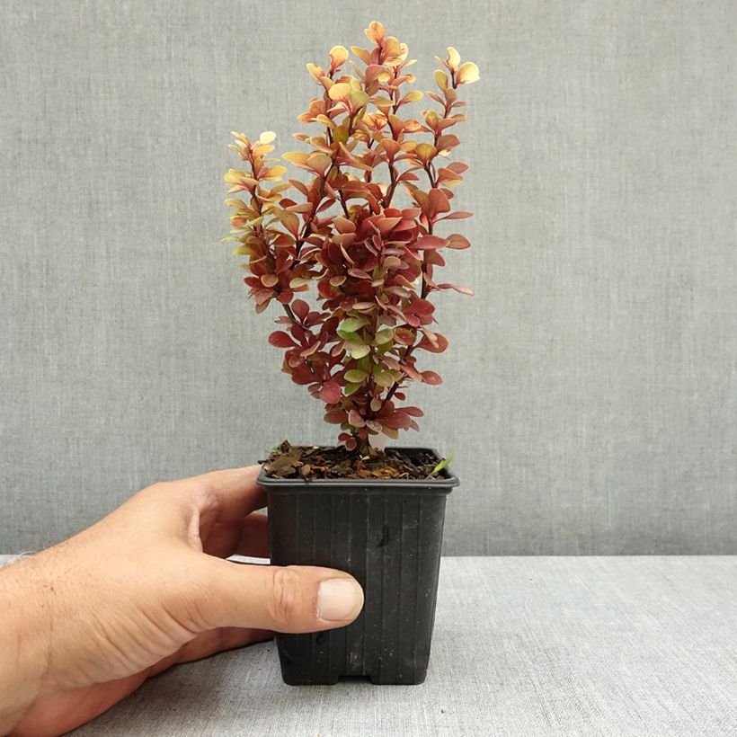 Amostra de Berberis thunbergii Orange Torch Vaso de 8/9 cm tal como entregue no verão