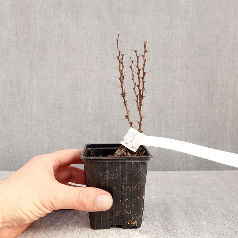 Amostra de Berberis thunbergii Orange Torch Vaso de 8/9 cm tal como entregue no inverno