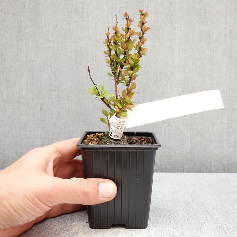 Amostra de Berberis thunbergii Orange Torch Vaso de 8/9 cm tal como entregue na primavera