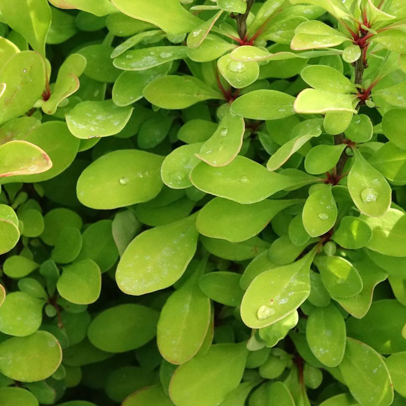 Berberis thunbergii Powwow (Folhagem)