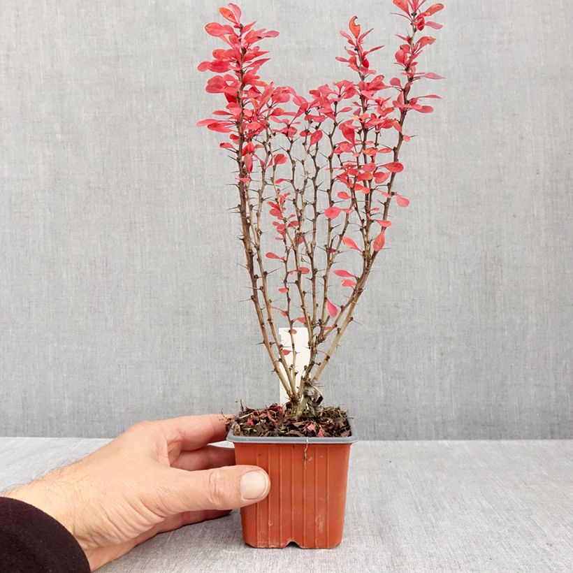 Amostra de Berberis thunbergii Powwow Vaso de 8/9 cm tal como entregue no outono