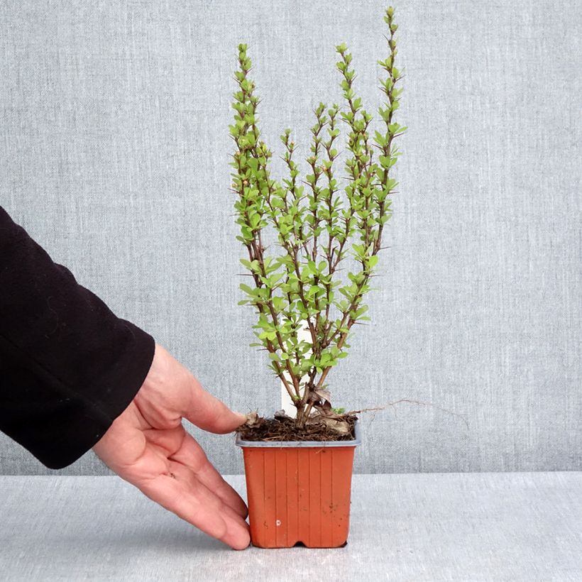 Amostra de Berberis thunbergii Powwow Vaso de 8/9 cm tal como entregue na primavera