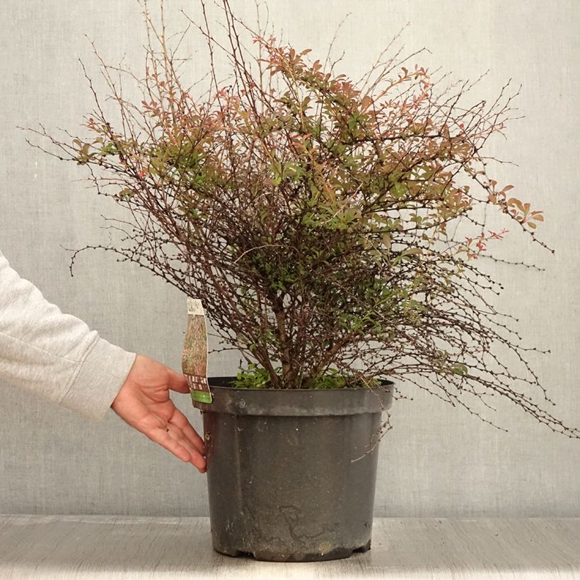 Amostra de Berberis thunbergii Red Dream Vaso de 7,5 L/10 L tal como entregue no outono