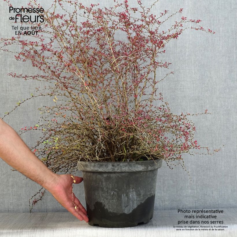 Amostra de Berberis thunbergii Red Dream Vaso de 7,5 L/10 L tal como entregue no verão