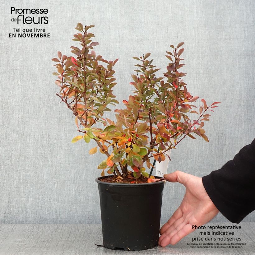 Amostra de Berberis thunbergii Red Rocket Vaso de 2 L/3 L tal como entregue no outono