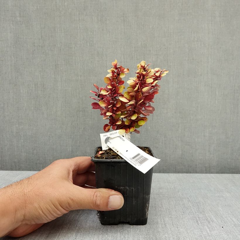 Amostra de Berberis thunbergii Red Torch Vaso de 8/9 cm tal como entregue no verão