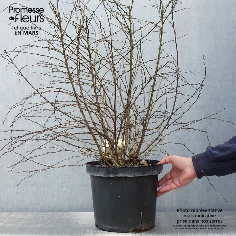 Amostra de Berberis thunbergii Rosy Glow Vaso de 7,5 L/10 L tal como entregue na primavera