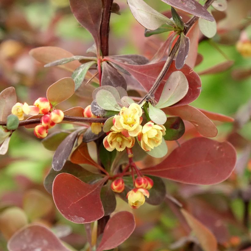 Berberis thunbergii Rosy Glow (Floração)