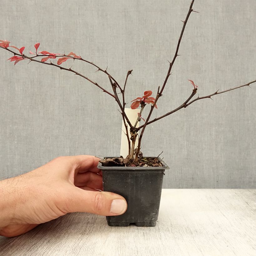 Amostra de Berberis thunbergii Rosy Glow Vaso de 8/9 cm tal como entregue no outono