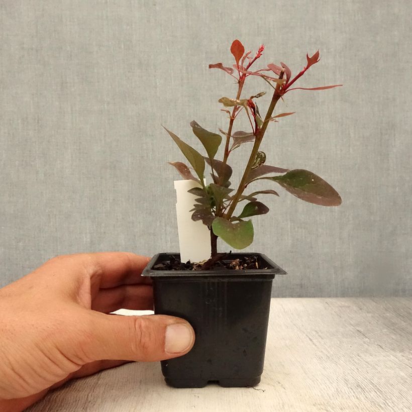 Amostra de Berberis thunbergii Rosy Glow Vaso de 8/9 cm tal como entregue no verão