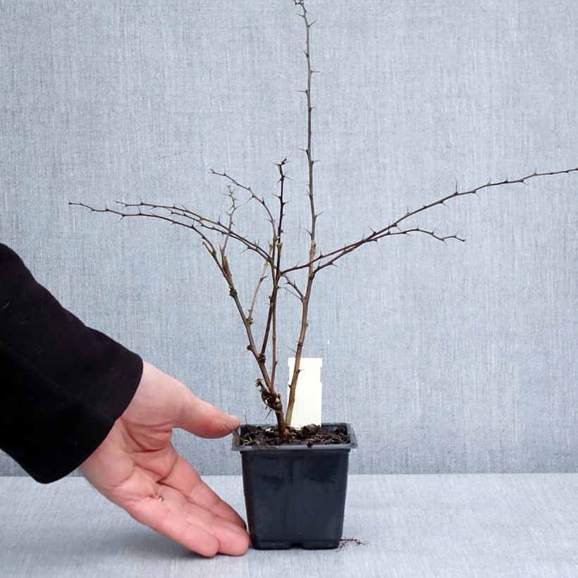 Amostra de Berberis thunbergii Rosy Glow Vaso de 8/9 cm tal como entregue no inverno