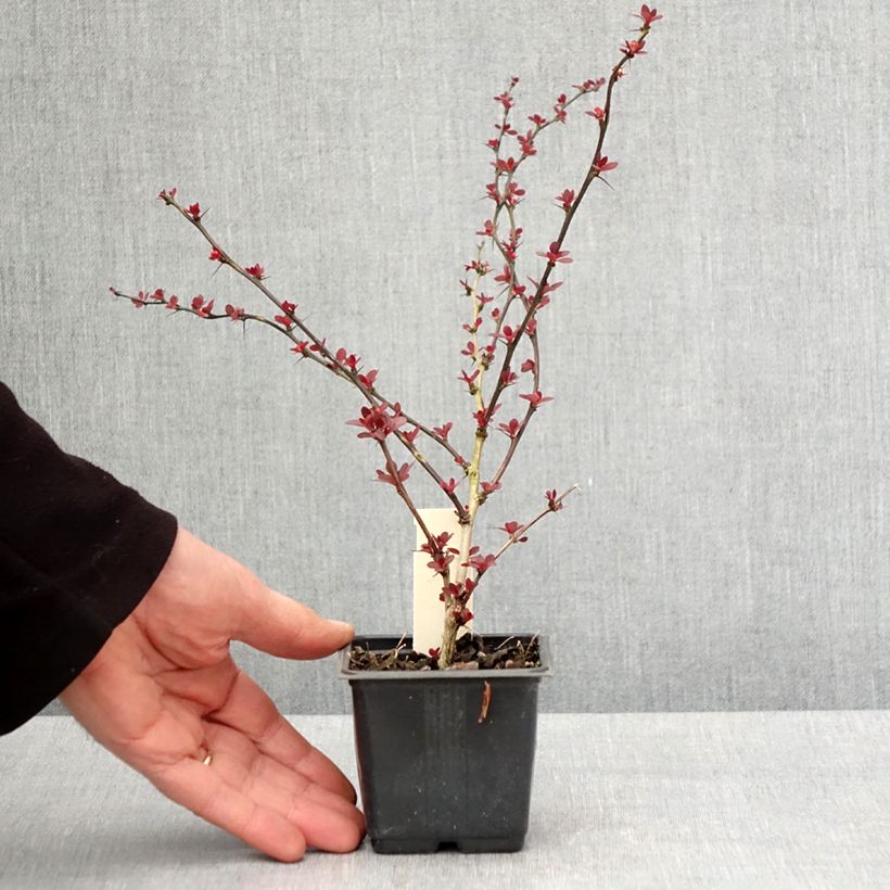 Amostra de Berberis thunbergii Rosy Glow Vaso de 8/9 cm tal como entregue na primavera