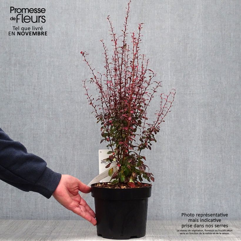 Amostra de Berberis thunbergii Rosy Rocket Vaso de 2 L/3 L tal como entregue no outono