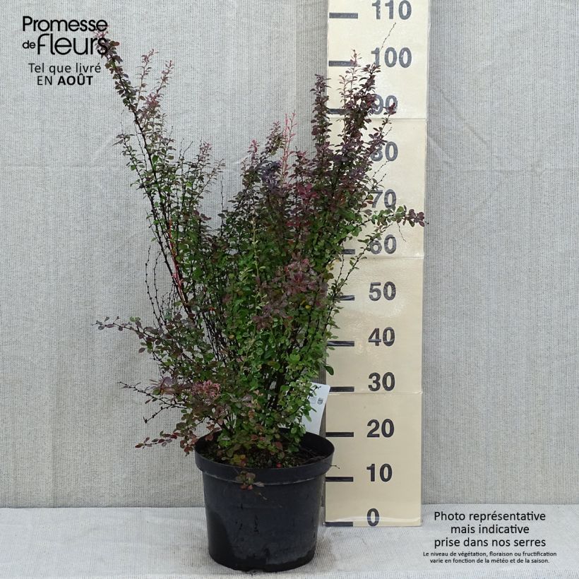 Amostra de Berberis thunbergii Rosy Rocket Vaso de 7,5 L/10 L tal como entregue no verão