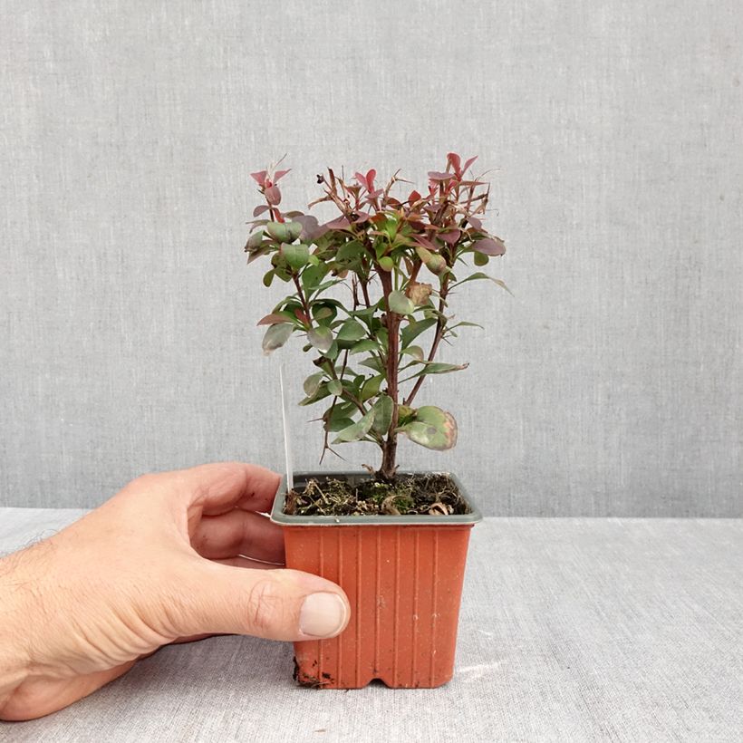 Amostra de Berberis thunbergii Ruby Star Vaso de 8/9 cm tal como entregue no outono