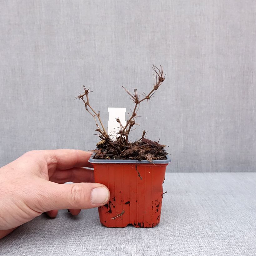 Amostra de Berberis thunbergii Ruby Star - Epine-vinette Godet de 8/9 cm tal como entregue no inverno