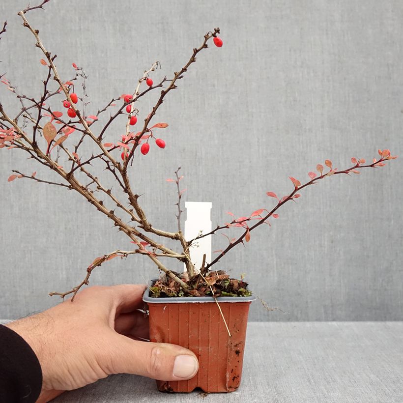 Amostra de Berberis thunbergii Silver Beauty Vaso de 8/9 cm tal como entregue no outono