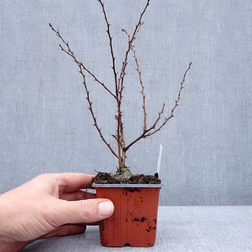 Amostra de Berberis thunbergii Silver Beauty - Epine-vinette Godet de 8/9 cm tal como entregue no inverno