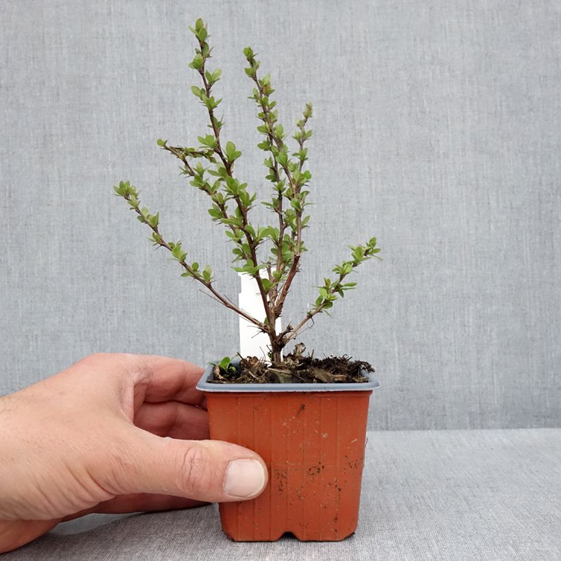 Amostra de Berberis thunbergii Silver Beauty Vaso de 8/9 cm tal como entregue na primavera
