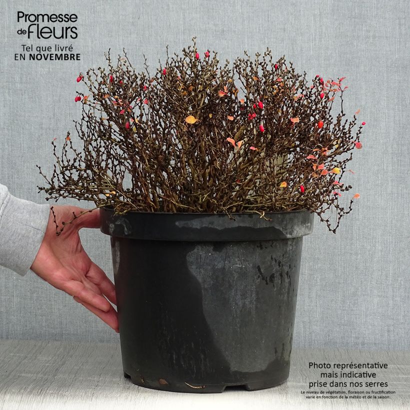 Amostra de Berberis thunbergii Tiny Gold Vaso de 7,5 L/10 L tal como entregue no outono
