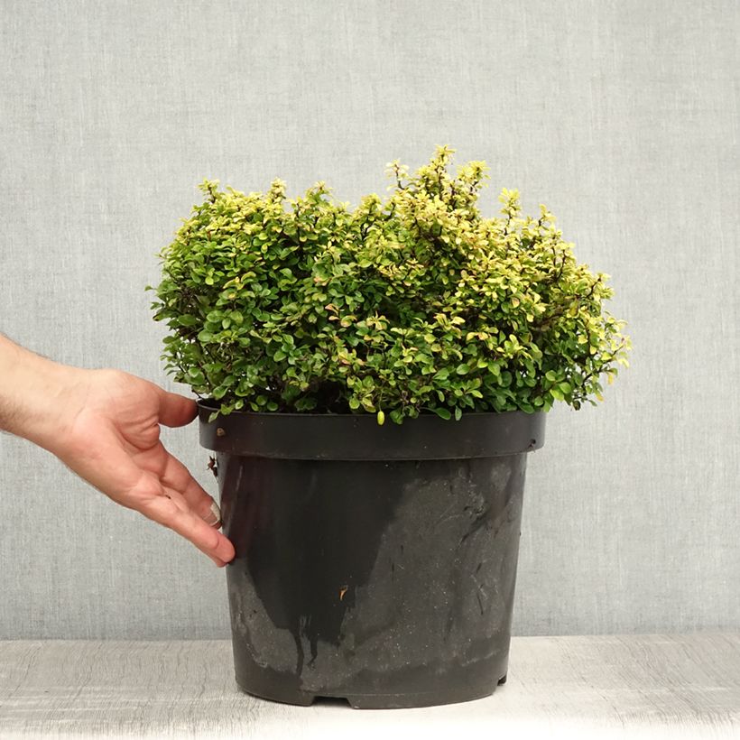 Amostra de Berberis thunbergii Tiny Gold Vaso de 7,5 L/10 L tal como entregue no verão