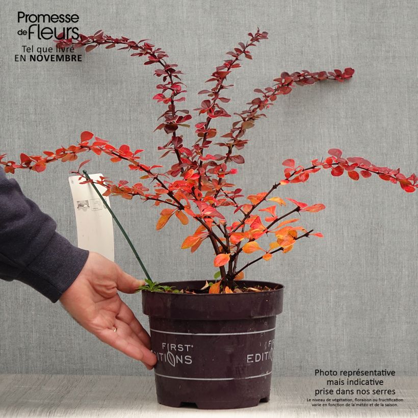 Amostra de Berberis thunbergii Toscana Vaso de 2 L/3 L tal como entregue no outono