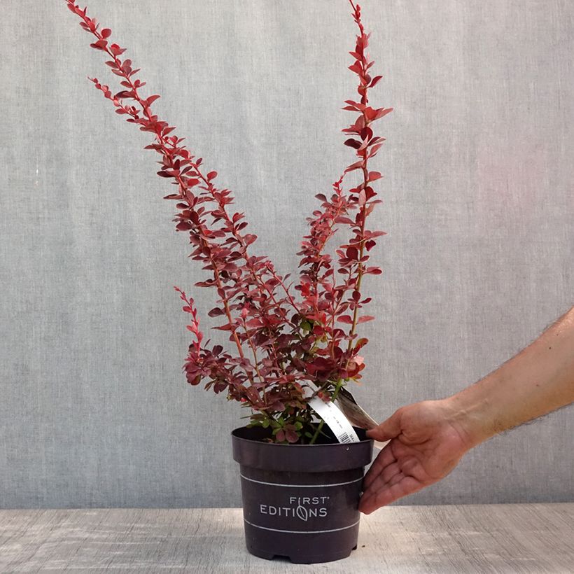 Amostra de Berberis thunbergii Toscana Vaso de 2 L/3 L tal como entregue no verão