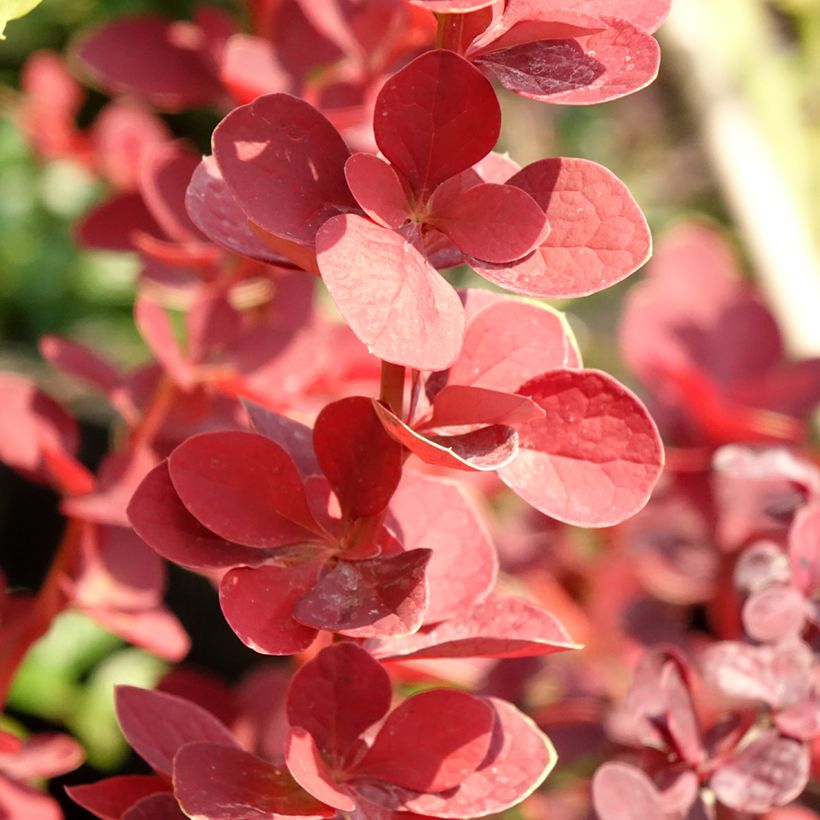 Berberis thunbergii Toscana (Folhagem)
