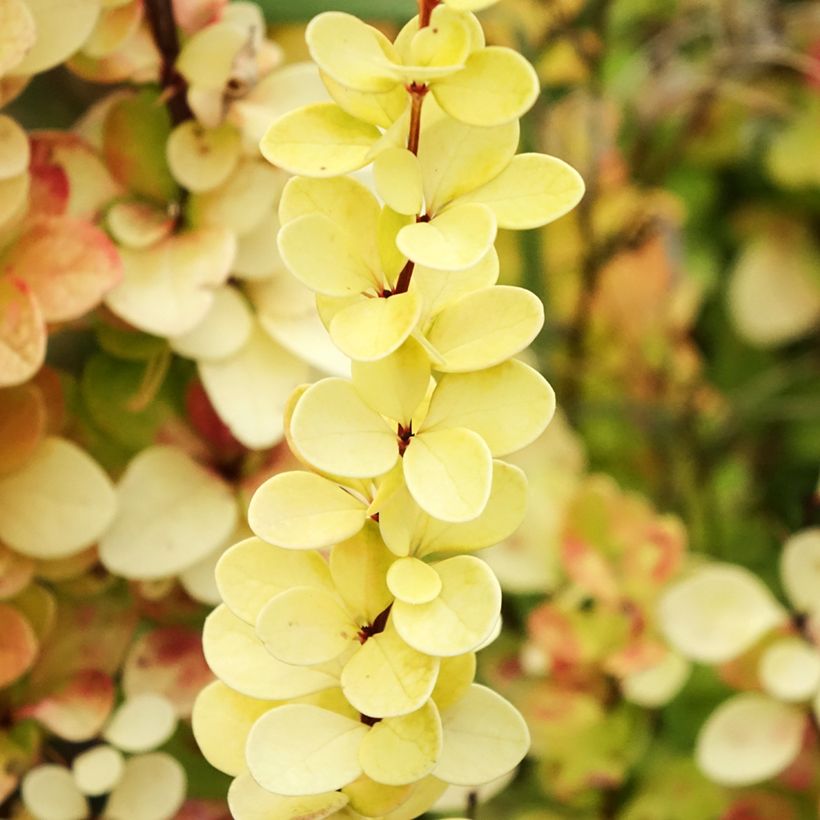 Berberis thunbergii Yellow Tower (Folhagem)