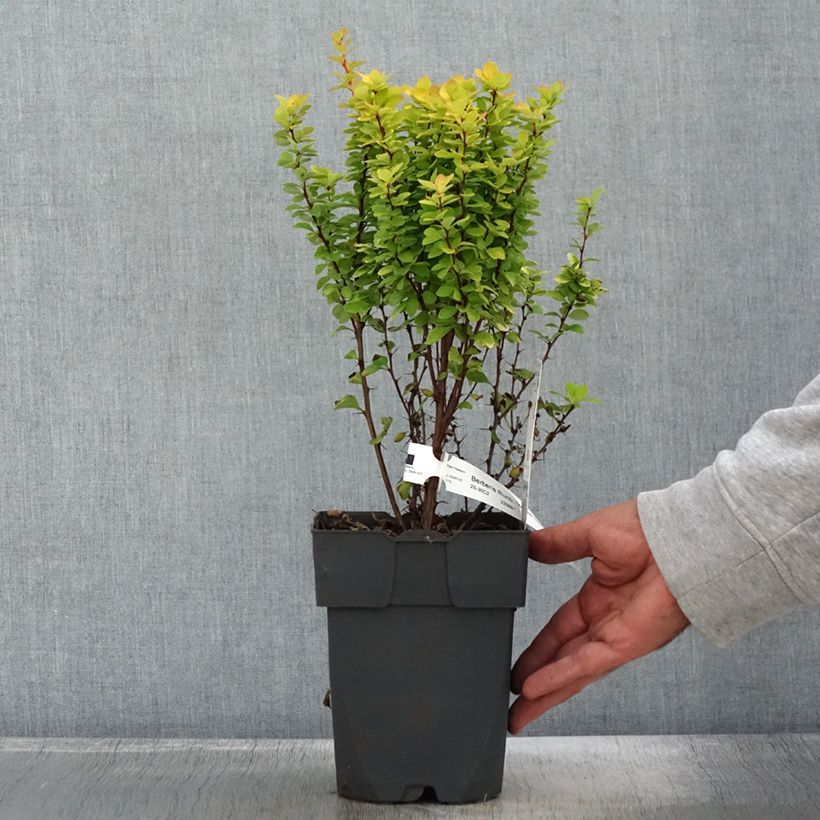 Amostra de Berberis thunbergii Yellow Tower Vaso de 2 L/3 L tal como entregue no outono