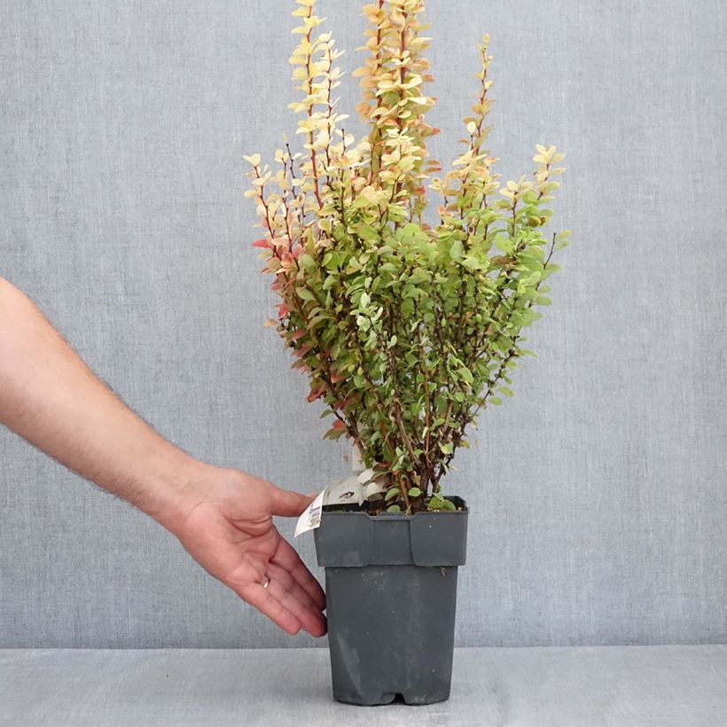 Amostra de Berberis thunbergii Yellow Tower Vaso de 2 L/3 L tal como entregue no verão