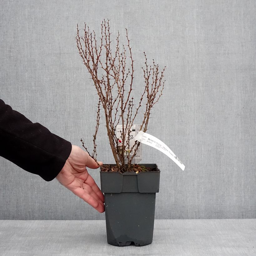 Amostra de Berberis thunbergii Yellow Tower - Epine-vinette Vaso de 2 L/3 L tal como entregue no inverno