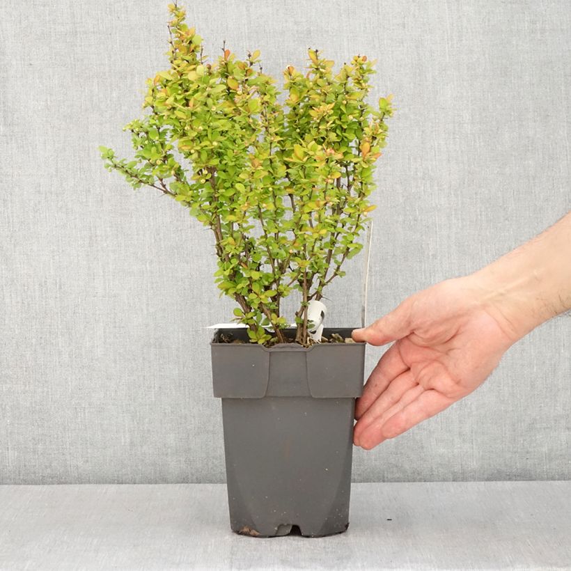 Amostra de Berberis thunbergii Yellow Tower Vaso de 2 L/3 L tal como entregue na primavera