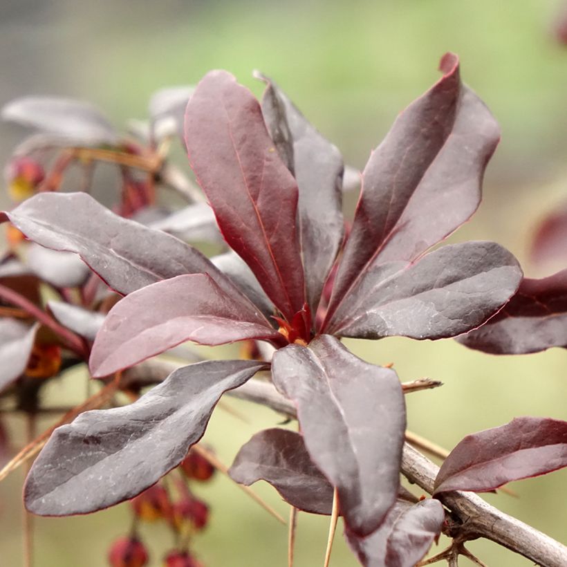 Berberis Thunderbolt (Folhagem)