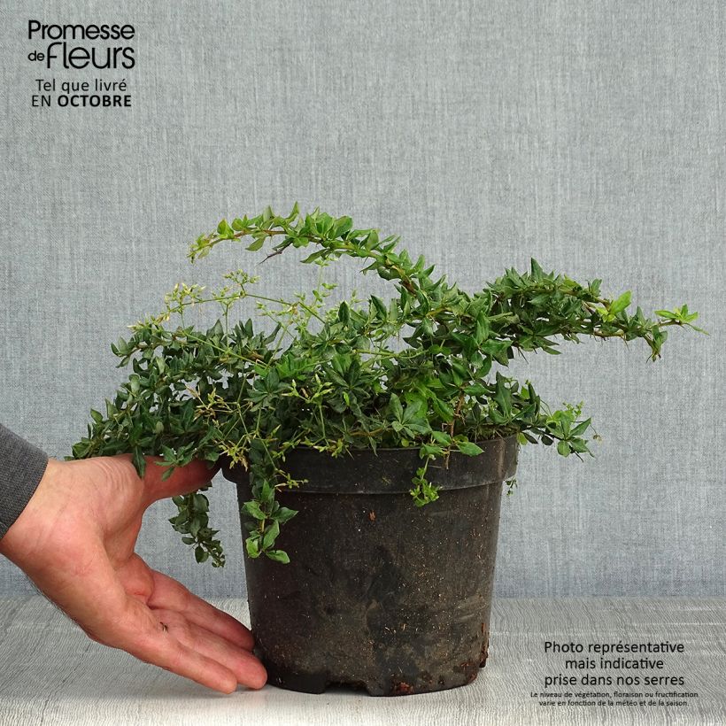 Amostra de Berberis verrucosa Vaso de 2 L/3 L tal como entregue no outono