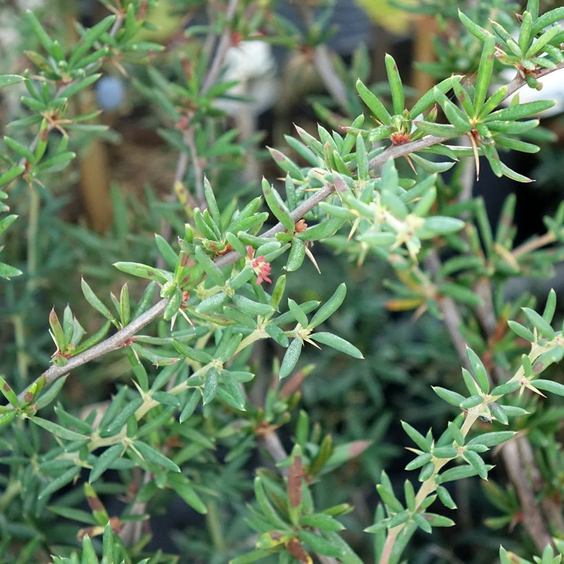 Berberis × stenophylla (Folhagem)