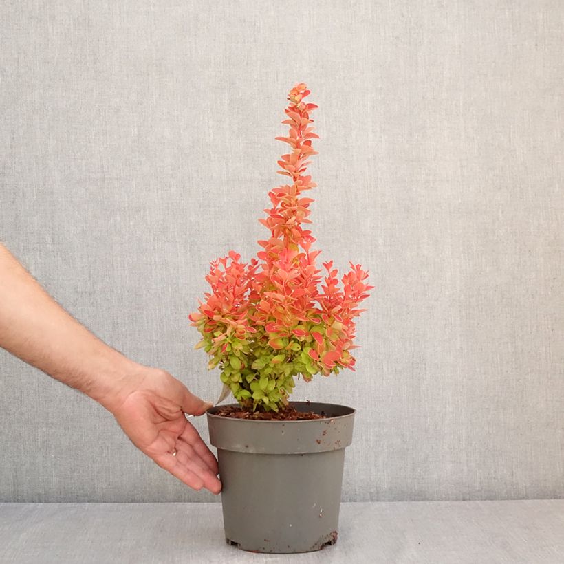 Amostra de Berberis × thunbergii Orange Ice Vaso de 2 L/3 L tal como entregue no verão