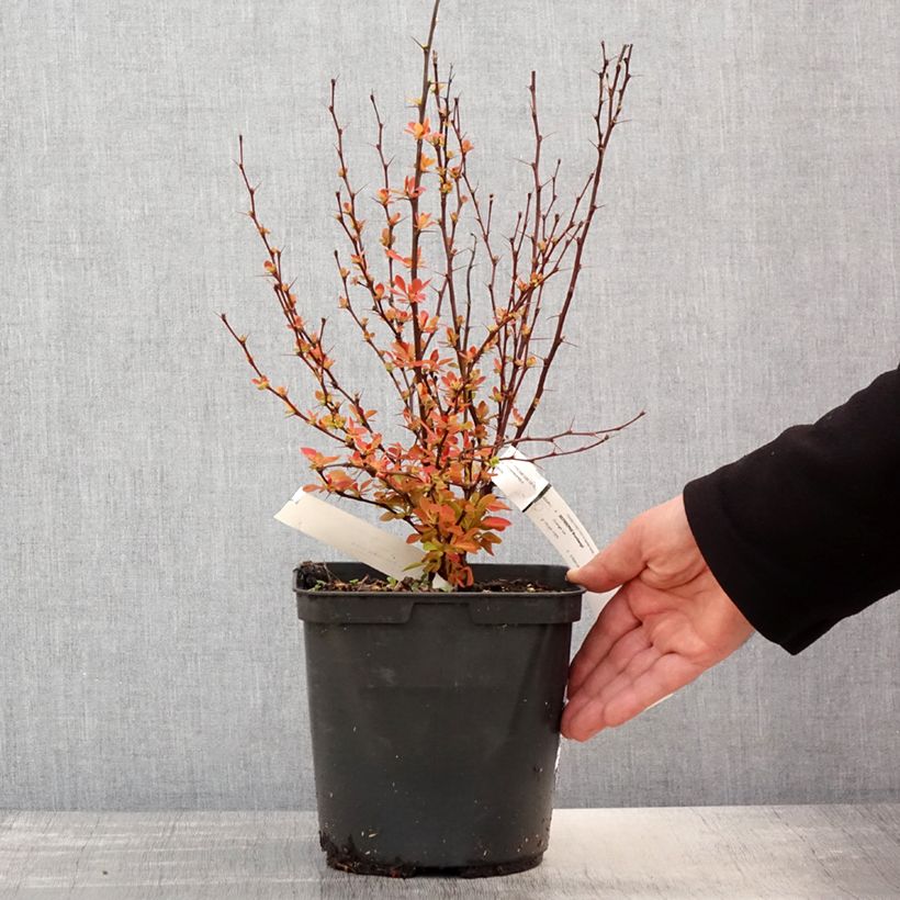 Amostra de Berberis × thunbergii Orange Ice Vaso de 2 L/3 L tal como entregue na primavera