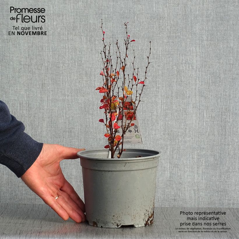 Amostra de Berberis × thunbergii Orange Ice Vaso de 2 L/3 L tal como entregue no outono