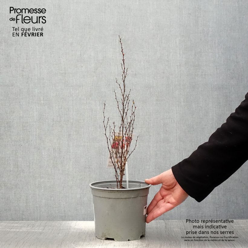 Amostra de Berberis (x) thunbergii Orange Ice - Epine-vinette Vaso de 2 L/3 L tal como entregue no inverno