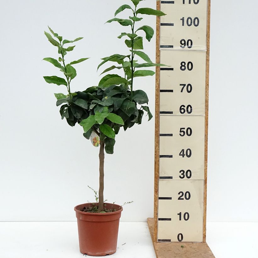 Amostra de Bergamota - Citrus bergamia Vaso de 4 L/5 L, 1/4 de haste tal como entregue no outono