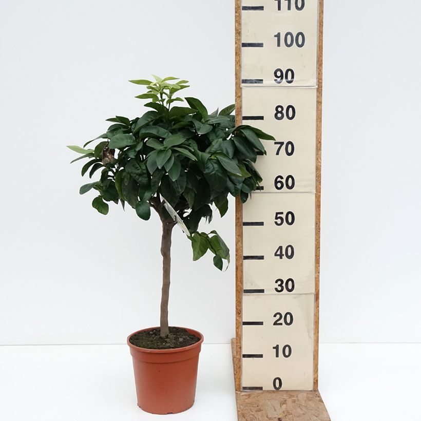 Amostra de Bergamote - Citrus bergamia Vaso de 4 L/5 L, 1/4 de haste tal como entregue no inverno