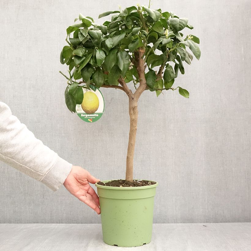 Amostra de Bergamota - Citrus bergamia Vaso de 4 L/5 L, 1/4 de haste tal como entregue na primavera