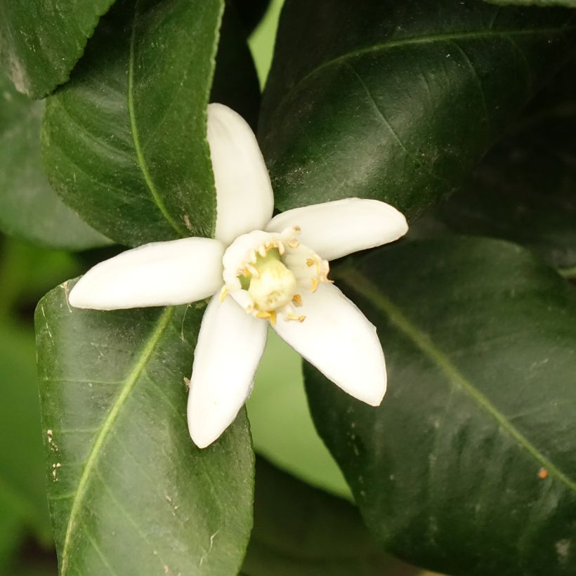 Bergamota - Citrus bergamia (Floração)