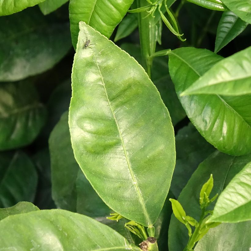 Bergamota - Citrus bergamia (Folhagem)