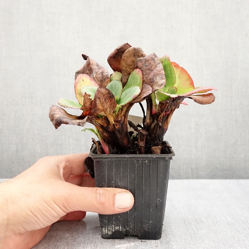 Amostra de Bergénia Bach Vaso de 8/9 cm tal como entregue no outono