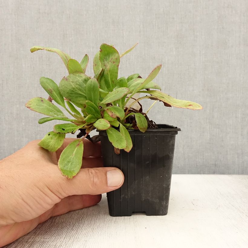 Amostra de Bergénia Bach Vaso de 8/9 cm tal como entregue no verão
