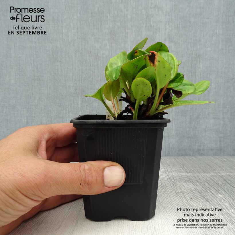 Amostra de Bergénia Bartok Vaso de 8/9 cm tal como entregue no verão
